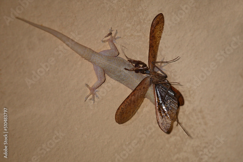 Afrikanischer Hausgecko / Tropical house gecko or Afro-American house gecko / Hemidactylus mabouia mabouia.. photo