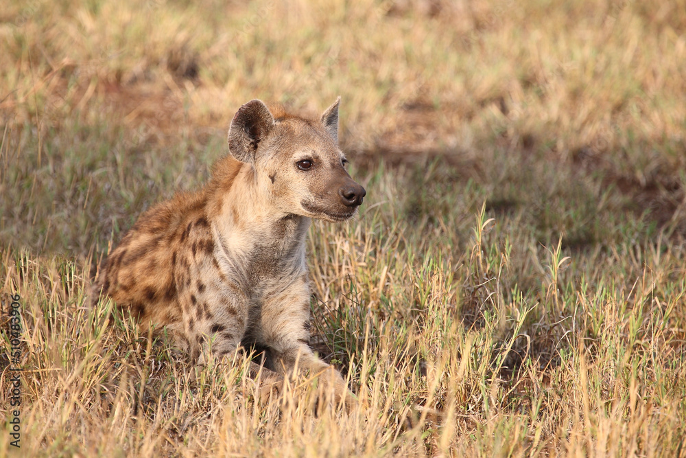 Tüpfelhyäne / Spotted hyaena / Crocuta crocuta... Tüpfelhyäne / Spotted hyaena / Crocuta crocuta...