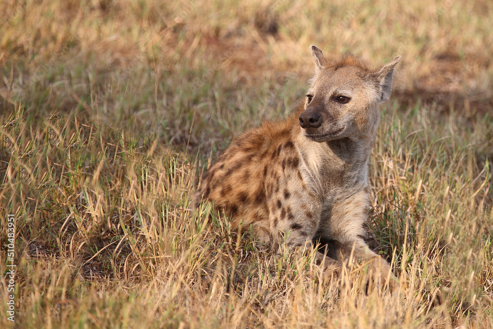 Tüpfelhyäne / Spotted hyaena / Crocuta crocuta... Tüpfelhyäne / Spotted hyaena / Crocuta crocuta...