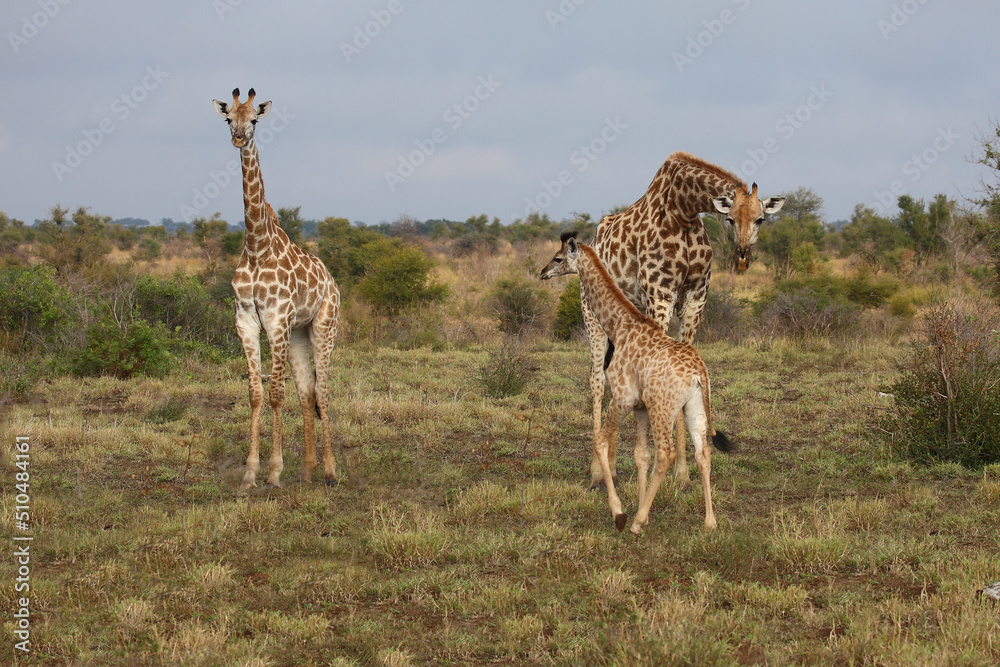 Obraz premium Giraffe / Giraffe / Giraffa camelopardalis..