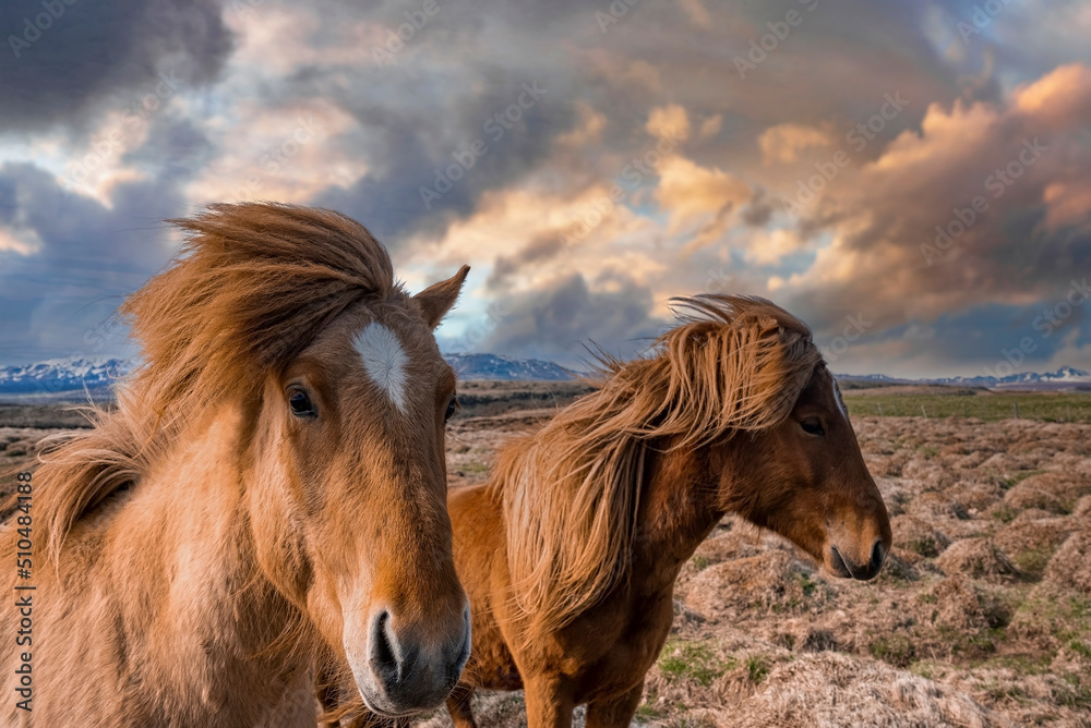 Close-up of Icelandic horses on grassy field. Mammals grazing in beautiful mountain against cloudy sky. Dramatic landscape in northern Alpine region during sunset. Close-up of Icelandic horses on grassy field. Mammals grazing in beautiful mountain against cloudy sky. Dramatic landscape in northern Alpine region during sunset.