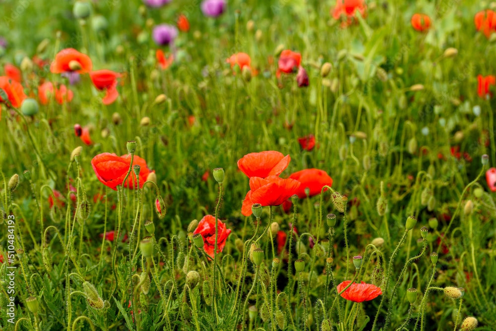 Red poppies close-up