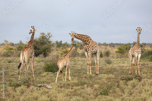 Giraffe   Giraffe   Giraffa camelopardalis..