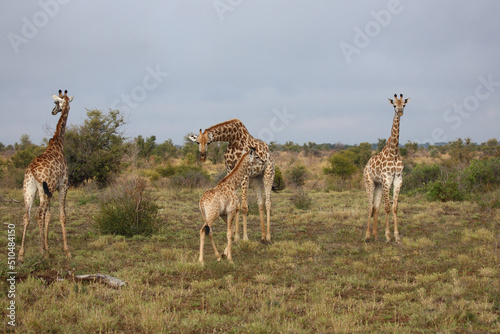 Giraffe / Giraffe / Giraffa camelopardalis..