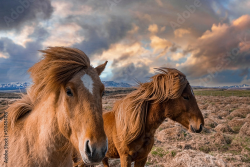Close-up of Icelandic horses on grassy field. Mammals grazing in beautiful mountain against cloudy sky. Dramatic landscape in northern Alpine region during sunset.