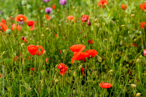 Red poppies close-up © petertakacs
