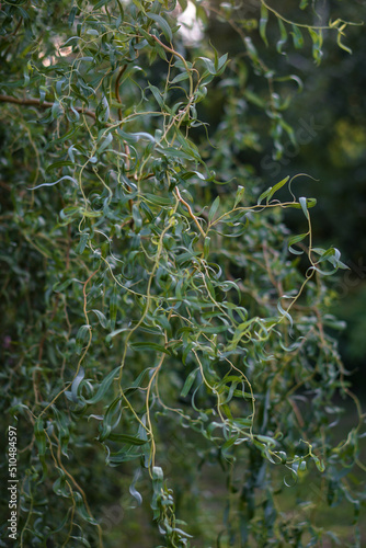 Green willow branches close-up. beautiful nature in summer