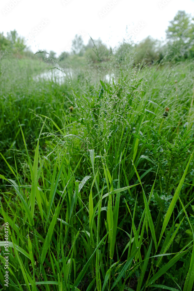 Fresh green grass close up. Early summer morning in the meadow near the river Fresh green grass close up. Early summer morning in the meadow near the river