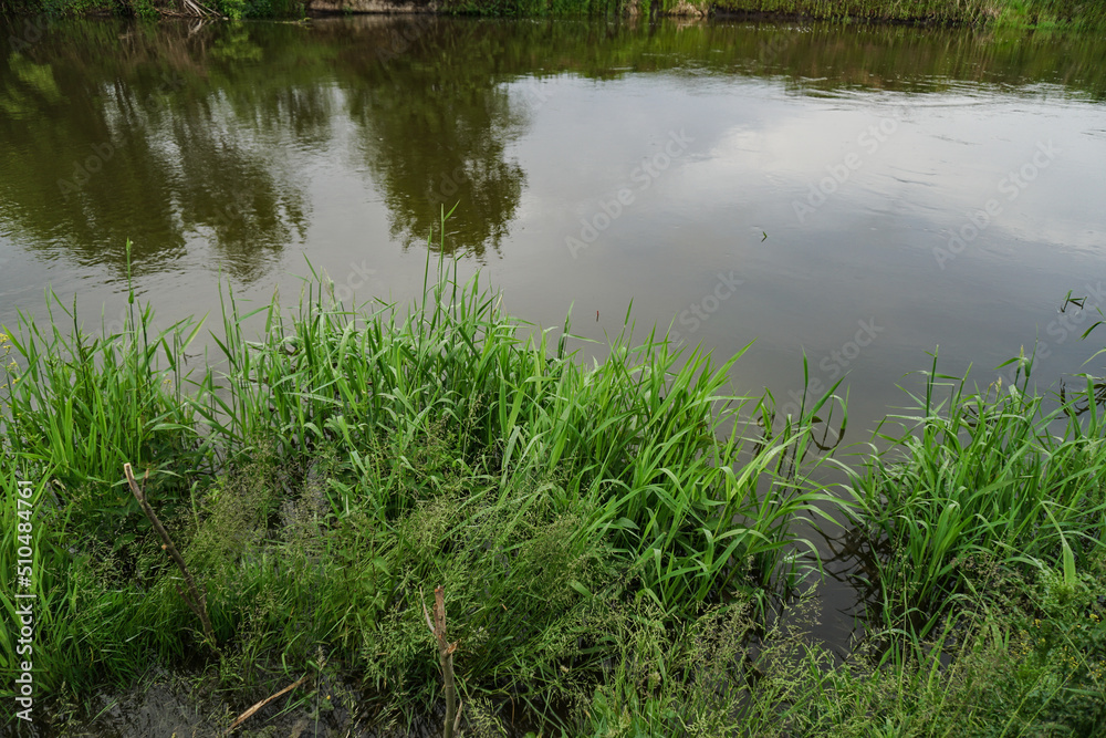 Green grass on the background of the river. Rural landscape in summer Green grass on the background of the river. Rural landscape in summer
