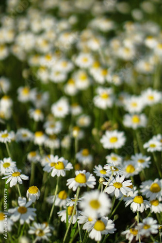 Field wild daisies on a beautiful floral background. © subjob