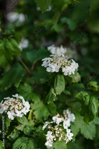 Branches of flowering spirea. White beautiful flowers on a green background