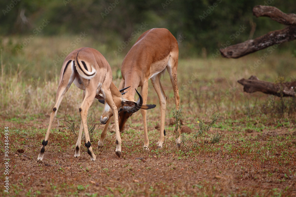 Schwarzfersenantilope / Impala / Aepyceros melampus. Schwarzfersenantilope / Impala / Aepyceros melampus.