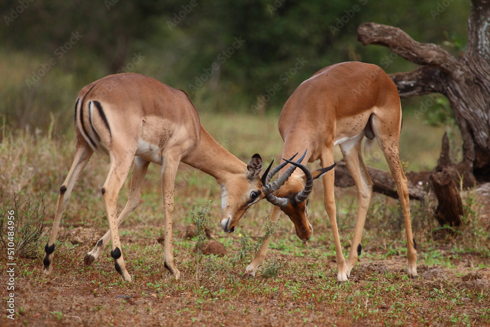 Schwarzfersenantilope / Impala / Aepyceros melampus. Schwarzfersenantilope / Impala / Aepyceros melampus.
