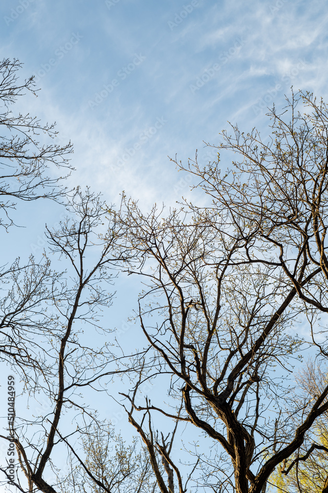 Tree branches against the blue sky. In spring, without leaves. High quality photo Tree branches against the blue sky. In spring, without leaves. High quality photo