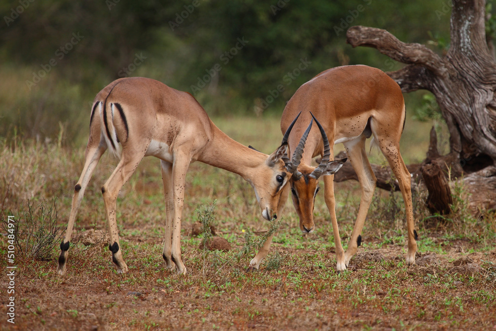 Schwarzfersenantilope / Impala / Aepyceros melampus. Schwarzfersenantilope / Impala / Aepyceros melampus.