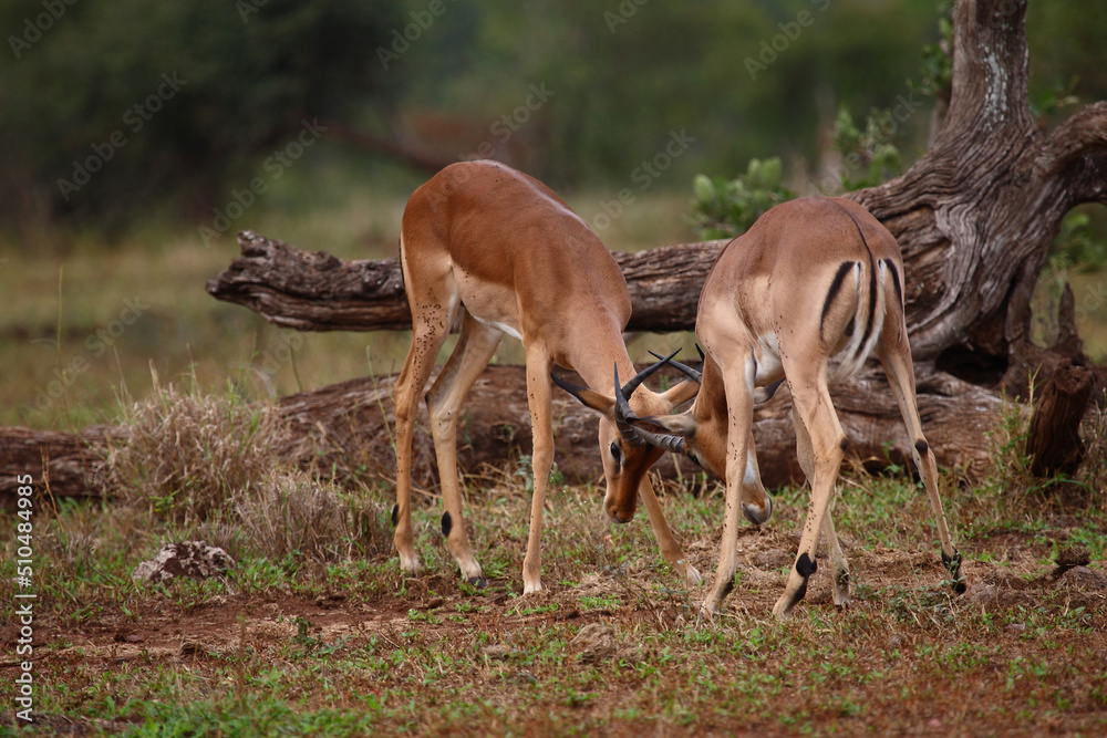 Schwarzfersenantilope / Impala / Aepyceros melampus. Schwarzfersenantilope / Impala / Aepyceros melampus.