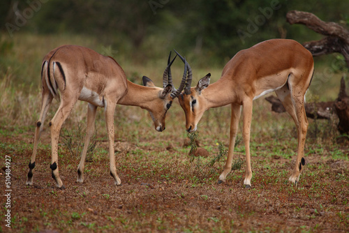 Schwarzfersenantilope / Impala / Aepyceros melampus. © Ludwig