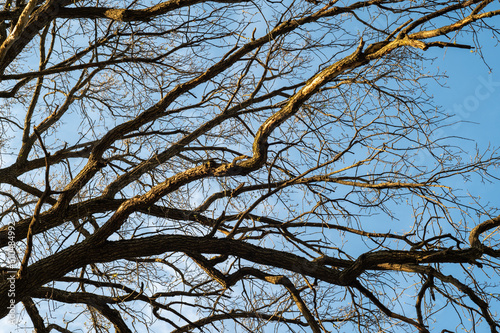 Tree branches against the blue sky. In spring, without leaves. High quality photo