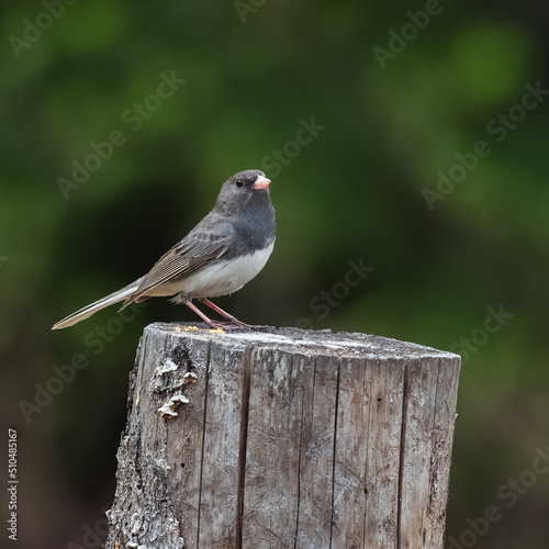 Dark-eyed Junco Sitting on a Tree Stump