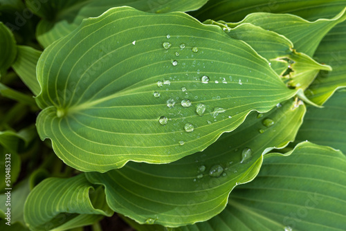 Leaves of Hosta ‘Invincible’ in Spring photo