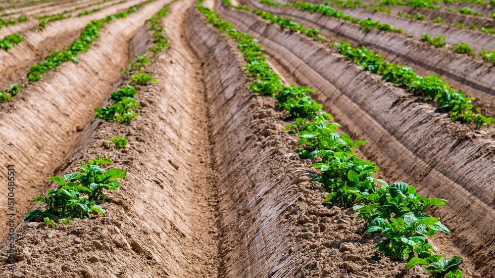 Potato field. Sprouts of young plants appeared from the ground Potato field. Sprouts of young plants appeared from the ground