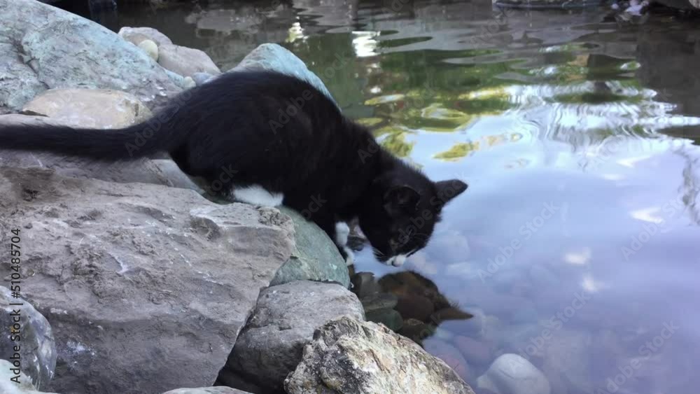 Cat Drinking Water from Pond, Reflection