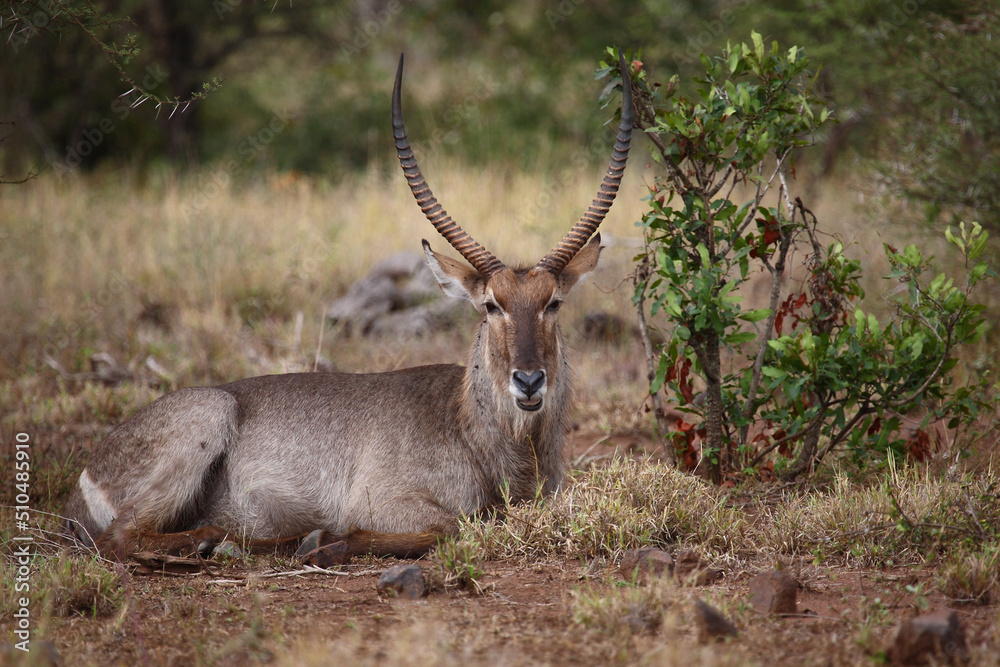 Großer Kudu / Greater kudu / Tragelaphus strepsiceros