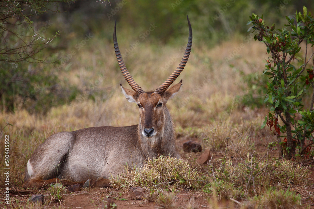 Wasserbock / Waterbuck / Kobus ellipsiprymnus Wasserbock / Waterbuck / Kobus ellipsiprymnus