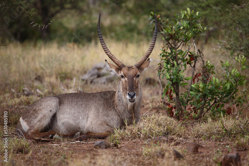 Großer Kudu / Greater kudu / Tragelaphus strepsiceros © Ludwig