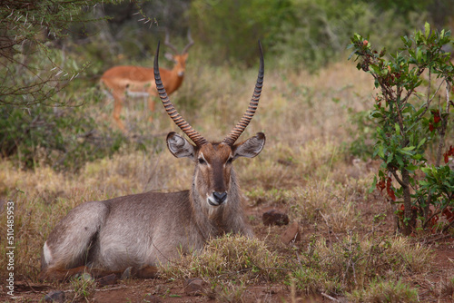 Wasserbock   Waterbuck   Kobus ellipsiprymnus