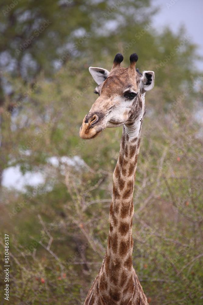Obraz premium Giraffe / Giraffe / Giraffa camelopardalis.