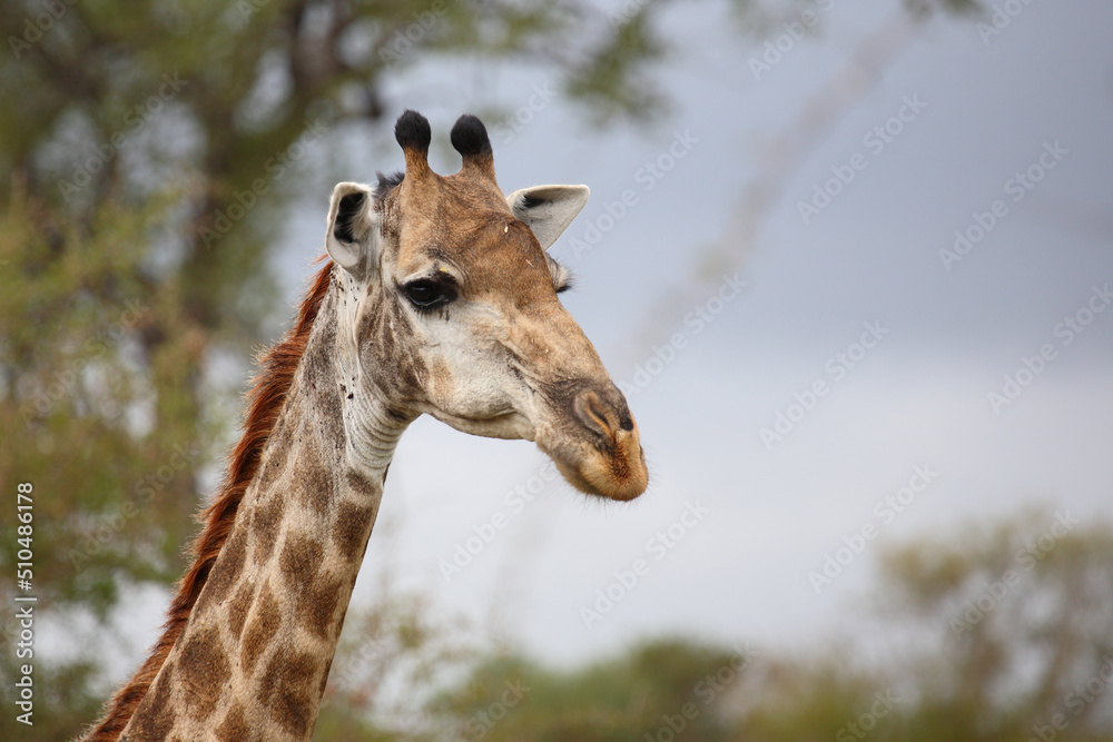 Obraz premium Giraffe / Giraffe / Giraffa camelopardalis