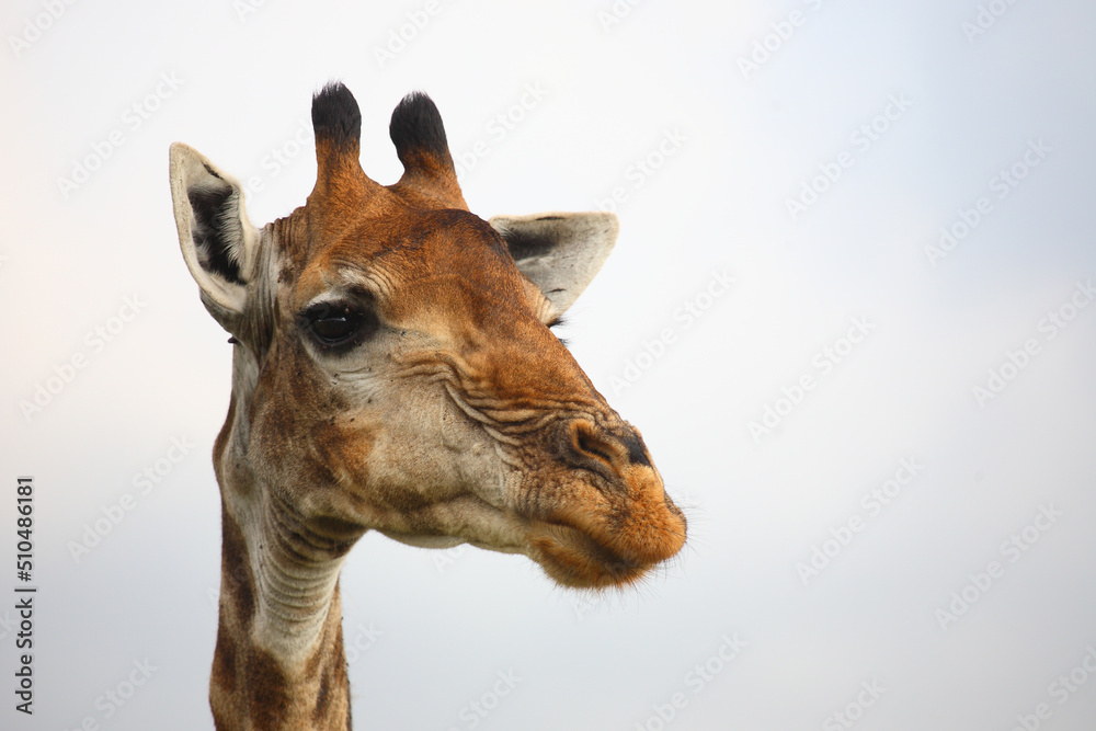 Obraz premium Giraffe / Giraffe / Giraffa camelopardalis