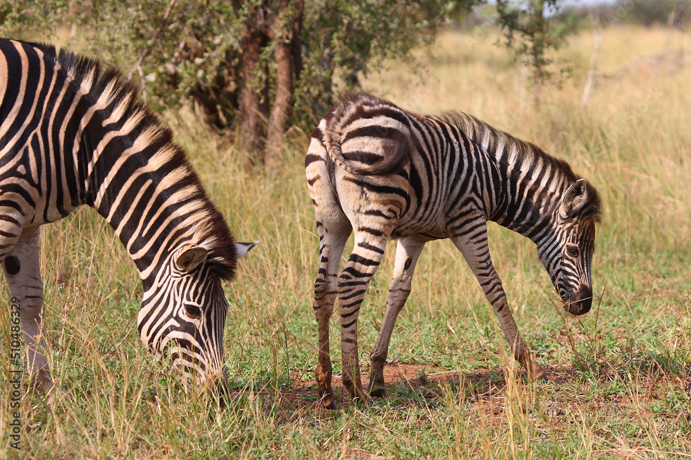 Fototapeta premium Steppenzebra / Burchell's zebra / Equus burchellii.