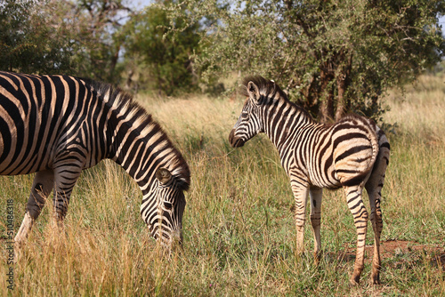 Steppenzebra   Burchell s zebra   Equus burchellii.