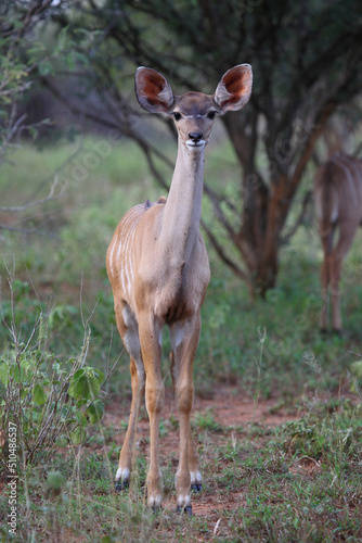 Großer Kudu / Greater kudu / Tragelaphus strepsiceros.