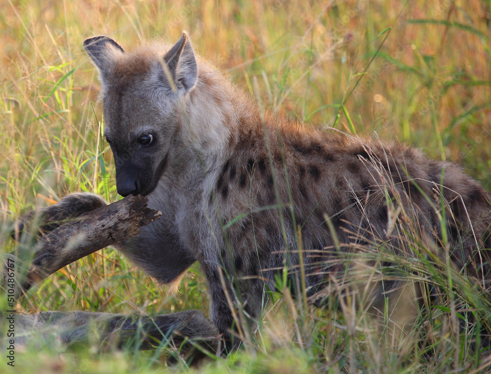 Tüpfelhyäne / Spotted hyaena / Crocuta crocuta... Tüpfelhyäne / Spotted hyaena / Crocuta crocuta...