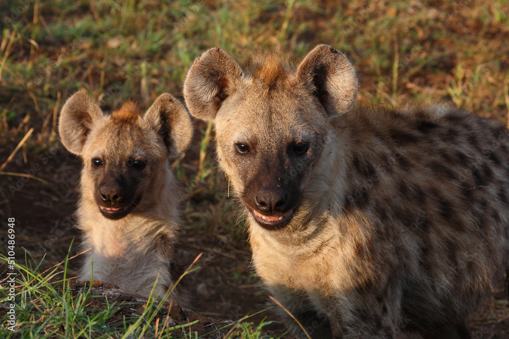 Tüpfelhyäne / Spotted hyaena / Crocuta crocuta... Tüpfelhyäne / Spotted hyaena / Crocuta crocuta...