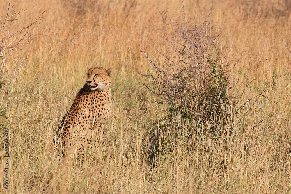 Naklejka premium Gepard / Cheetah / Acinonyx jubatus