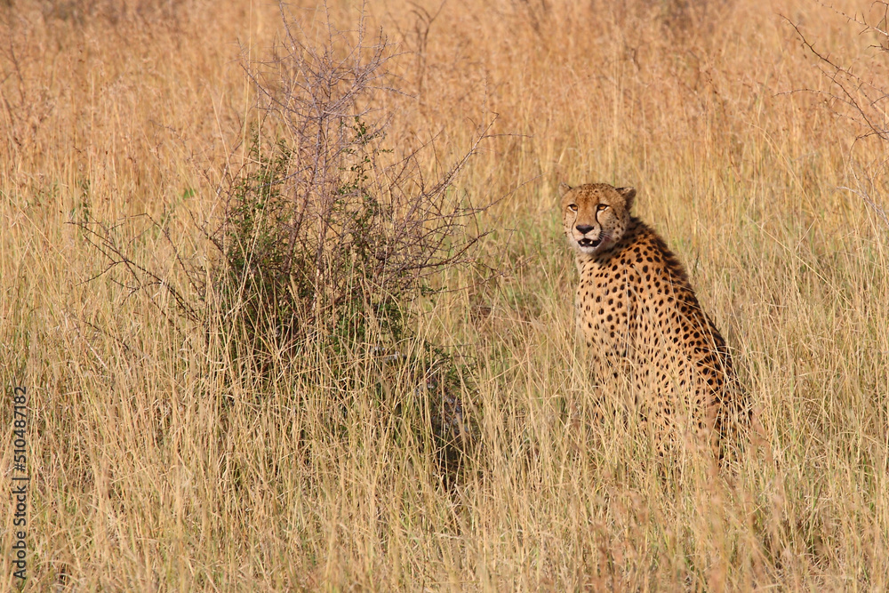 Naklejka premium Gepard / Cheetah / Acinonyx jubatus
