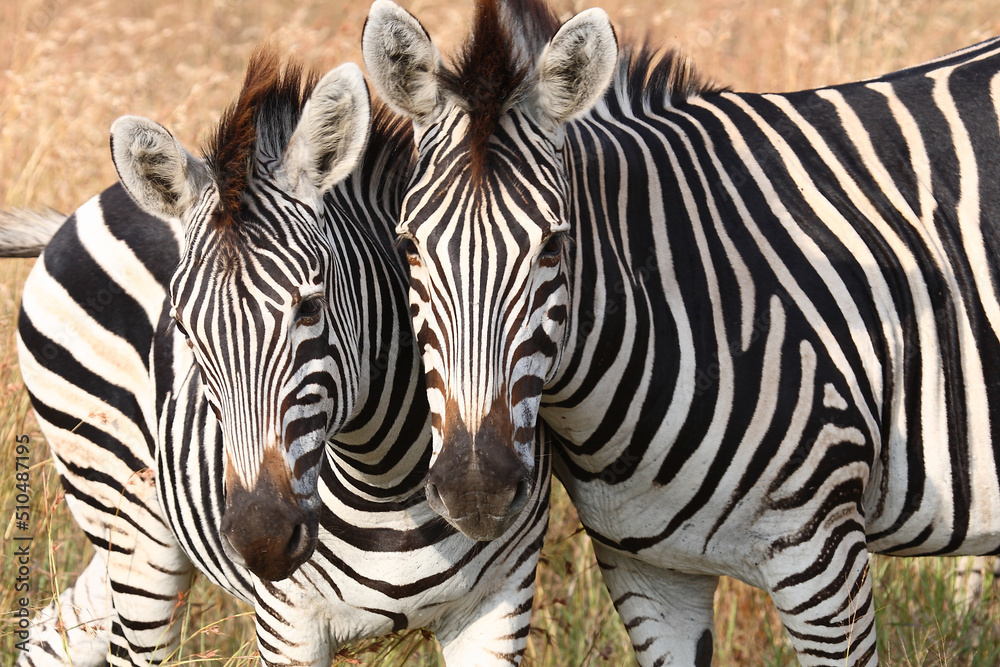 Steppenzebra / Burchell's zebra / Equus burchellii Steppenzebra / Burchell's zebra / Equus burchellii