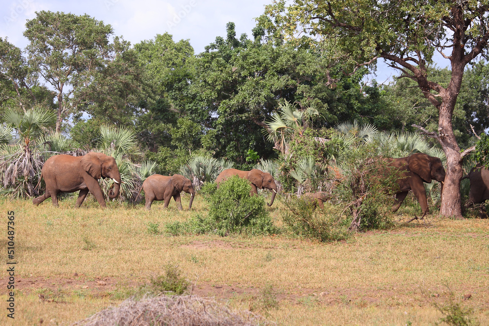 Naklejka premium Afrikanischer Elefant / African elephant / Loxodonta africana