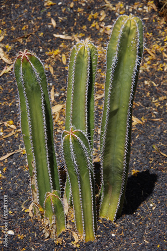 Group of small pachycereus marginatus Mexican fence post cacti