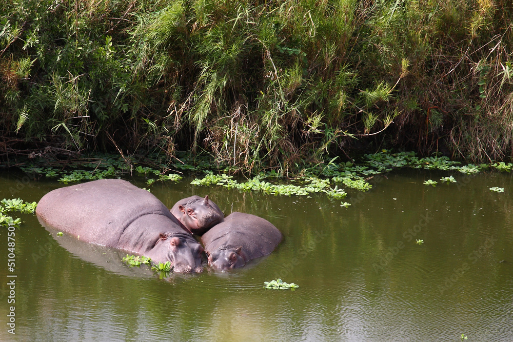 Fototapeta premium Flußpferd / Hippopotamus / Hippopotamus amphibius.