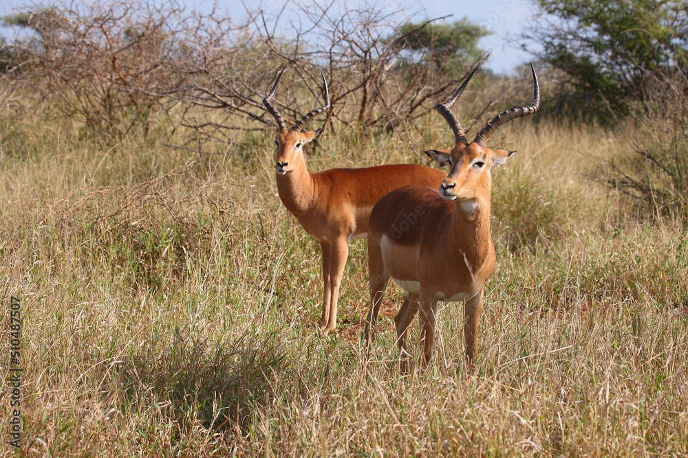 Naklejka premium Schwarzfersenantilope / Impala / Aepyceros melampus