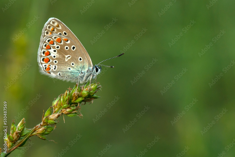 Macro shots, Beautiful nature scene. Closeup beautiful butterfly sitting on the flower in a summer garden.