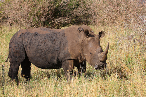 Breitmaulnashorn und Rotschnabel-Madenhacker / Square-lipped rhinoceros and Red-billed oxpecker / Ceratotherium simum et Buphagus erythrorhynchus