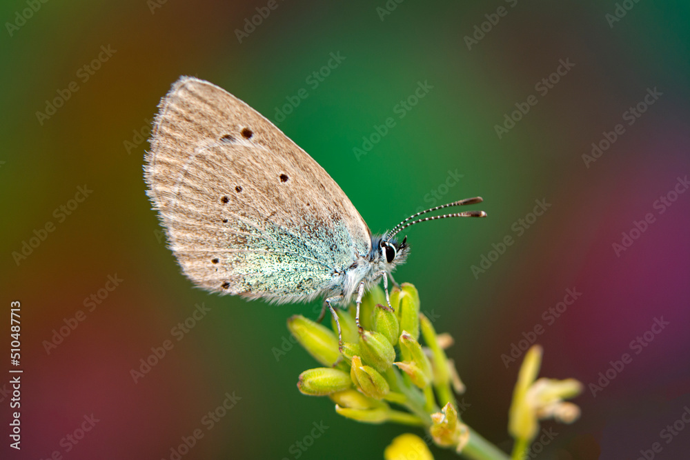 Macro shots, Beautiful nature scene. Closeup beautiful butterfly sitting on the flower in a summer garden. Macro shots, Beautiful nature scene. Closeup beautiful butterfly sitting on the flower in a summer garden.