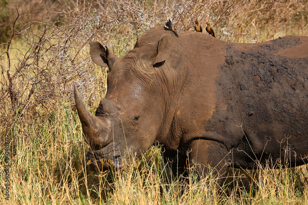 Breitmaulnashorn und Rotschnabel-Madenhacker / Square-lipped rhinoceros and Red-billed oxpecker / Ceratotherium simum et Buphagus erythrorhynchus. Breitmaulnashorn und Rotschnabel-Madenhacker / Square-lipped rhinoceros and Red-billed oxpecker / Ceratotherium simum et Buphagus erythrorhynchus.