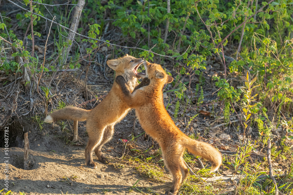 Obraz premium Red Fox Kits Playing in Alaska